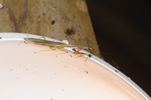 Parastagmatoptera flavoguttata