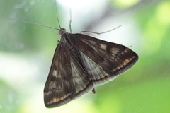 Loxostege sticticalis