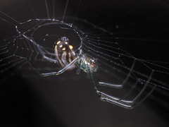 Leucauge argyra