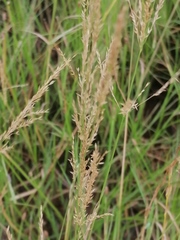 Agrostis stolonifera