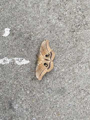 Antheraea polyphemus