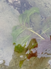 Potamogeton lucens