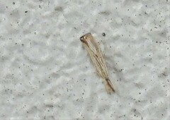 Agriphila vulgivagellus