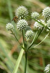 Bombyliidae