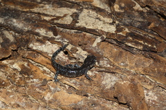 Ambystoma laterale