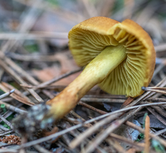Cortinarius croceus