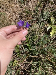 Campanula scheuchzeri