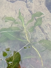 Potamogeton lucens