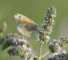 Coenonympha california