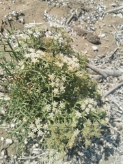 Echinophora spinosa