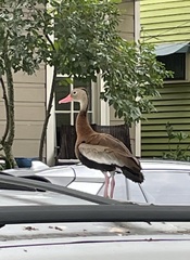 Dendrocygna autumnalis