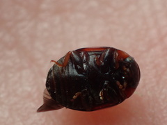 Brachiacantha stephani