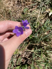 Campanula scheuchzeri