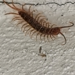 Myriapoda