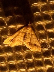 Phalaenophana pyramusalis