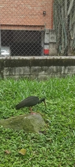 Phimosus infuscatus