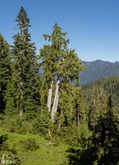 Cupressus nootkatensis