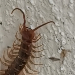 Myriapoda