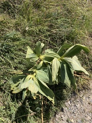 Gentiana lutea