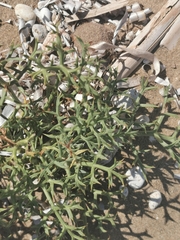 Echinophora spinosa