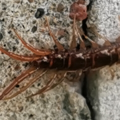 Myriapoda