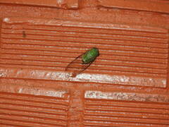 Cicadomorpha