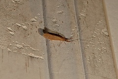 Oecetis