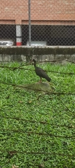 Phimosus infuscatus