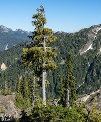 Cupressus nootkatensis