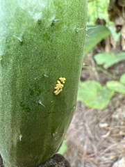Harmonia axyridis