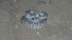 Crotalus atrox