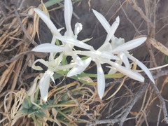 Pancratium maritimum