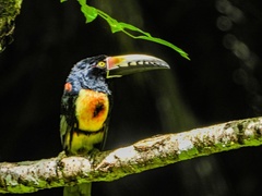 Pteroglossus torquatus