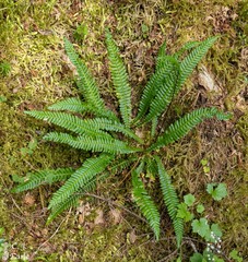 Struthiopteris spicant