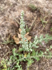 Artemisia indica