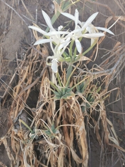 Pancratium maritimum