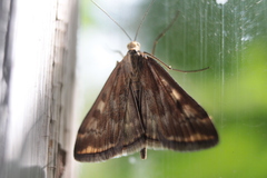 Loxostege sticticalis