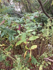 Phytolacca americana