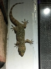 Hemidactylus turcicus