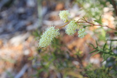Grevillea synapheae
