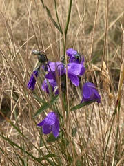 Campanula scheuchzeri