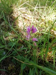 Polygala vulgaris