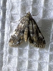 Elophila obliteralis