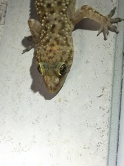 Hemidactylus turcicus