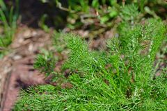 Tripleurospermum inodorum