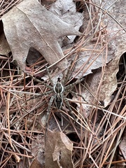 Dolomedes scriptus