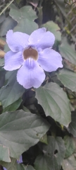 Thunbergia laurifolia
