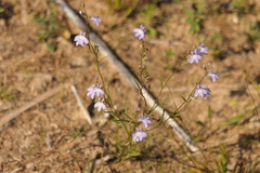 Lobelia kalmii