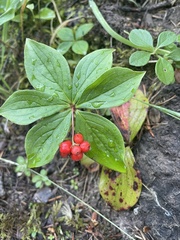 Cornus canadensis