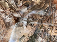 Dolomedes scriptus